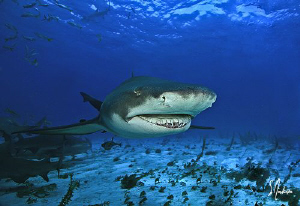 Lemon Sharks are always present at Tiger Beach and always... by Steven Anderson 